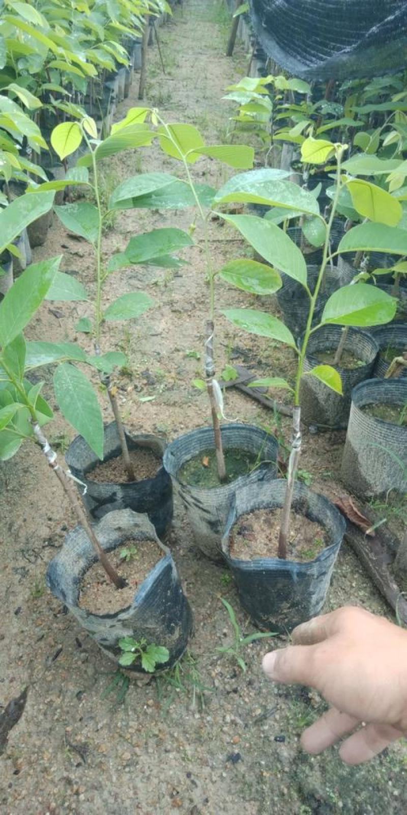 释迦果树苗释迦果苗嫁接凤梨释迦果苗南方种植当年结果