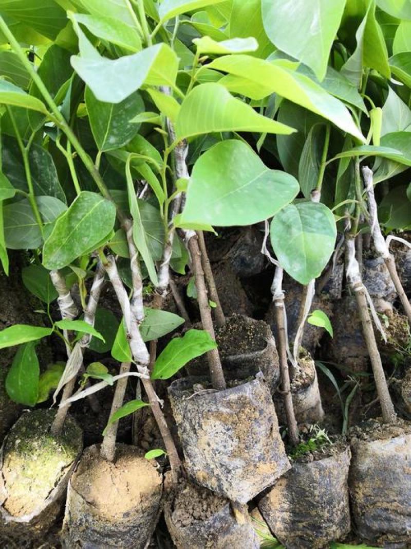 释迦果树苗释迦果苗嫁接凤梨释迦果苗南方种植当年结果