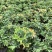 嘉宝果树苗树葡萄苗正宗台湾树葡萄果树四季南北种植当年结果