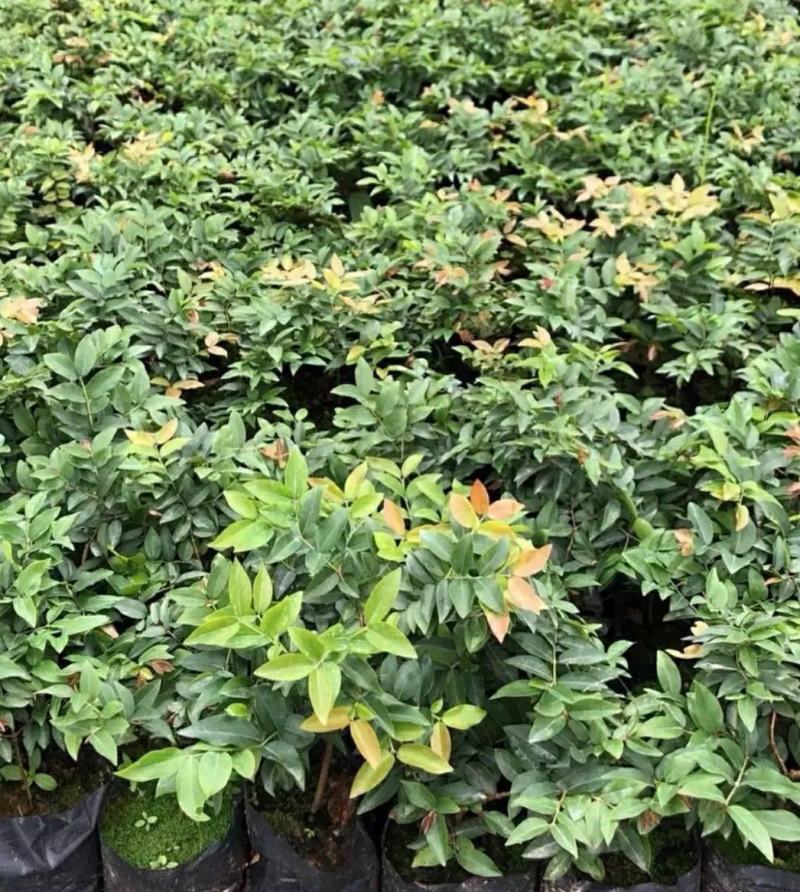 嘉宝果树苗树葡萄苗正宗台湾树葡萄果树四季南北种植当年结果