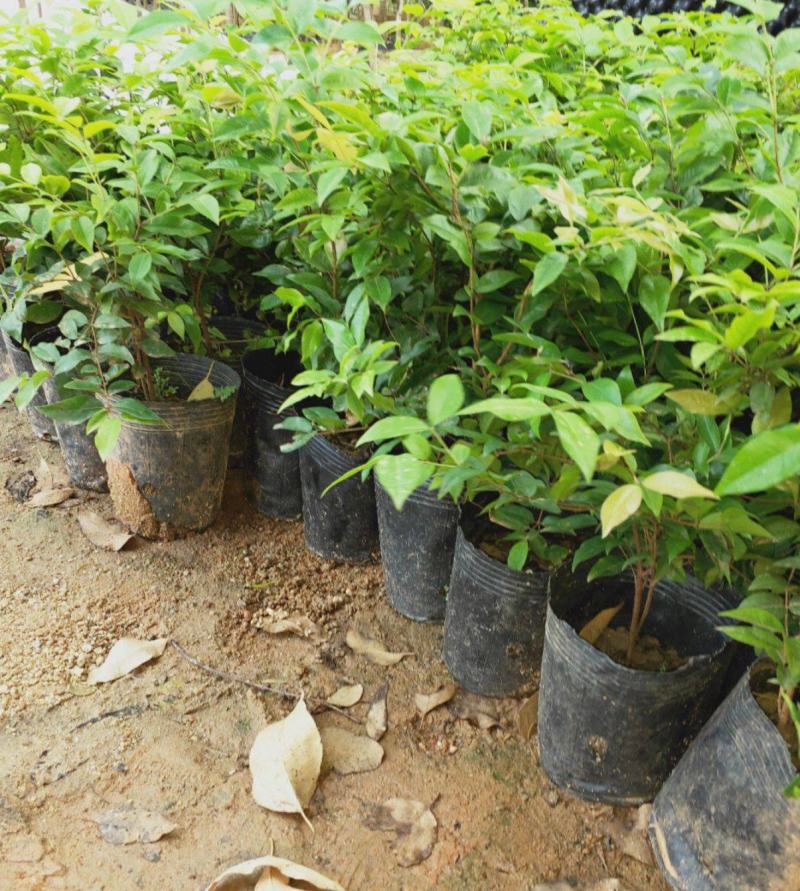 嘉宝果树苗树葡萄苗正宗台湾树葡萄果树四季南北种植当年结果