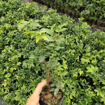 嘉宝果树苗树葡萄苗正宗台湾树葡萄果树四季南北种植当年结果