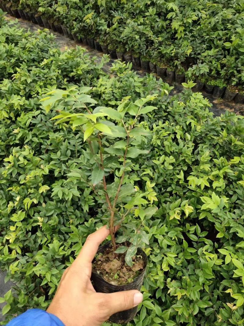 嘉宝果树苗树葡萄苗正宗台湾树葡萄果树四季南北种植当年结果