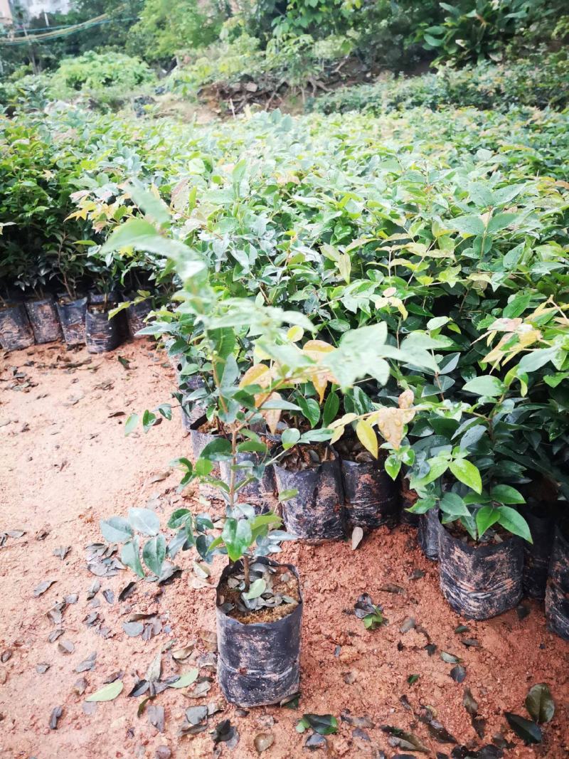 嘉宝果树苗树葡萄苗正宗台湾树葡萄果树四季南北种植当年结果