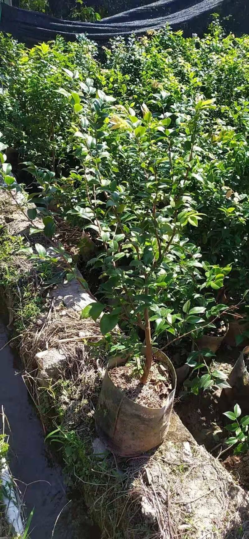 嘉宝果树苗树葡萄苗正宗台湾树葡萄果树四季南北种植当年结果