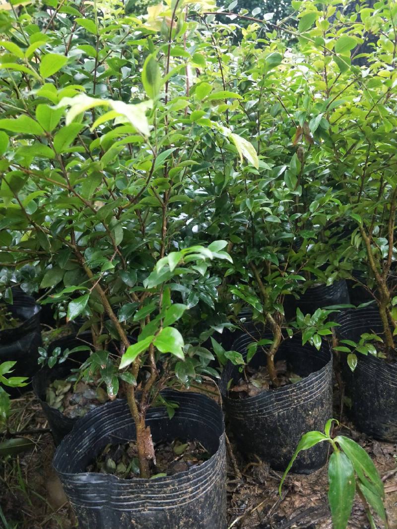 嘉宝果树苗树葡萄苗正宗台湾树葡萄果树四季南北种植当年结果