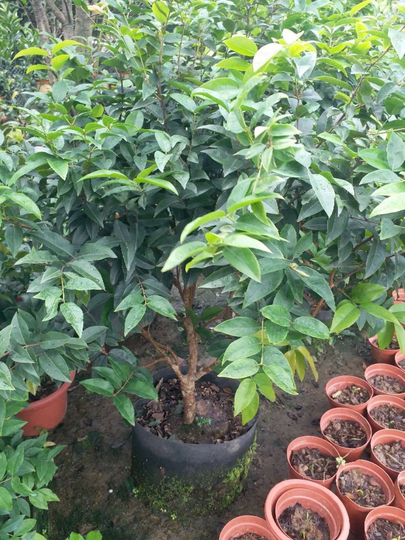 嘉宝果树苗树葡萄苗正宗台湾树葡萄果树四季南北种植当年结果