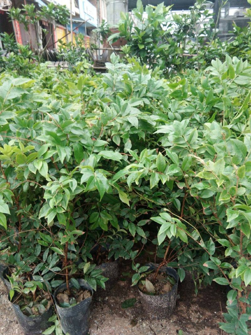 嘉宝果树苗树葡萄苗正宗台湾树葡萄果树四季南北种植当年结果