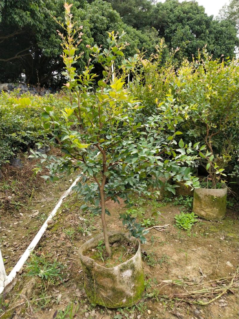 嘉宝果树苗树葡萄苗正宗台湾树葡萄果树四季南北种植当年结果