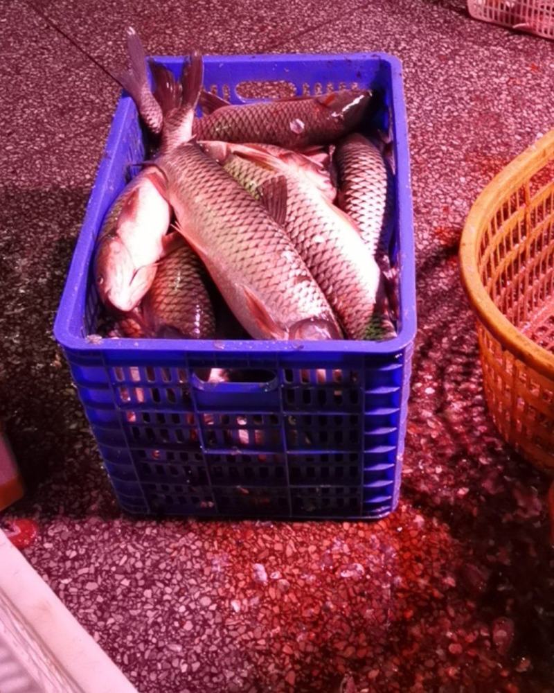 草鱼肉去皮去红肉