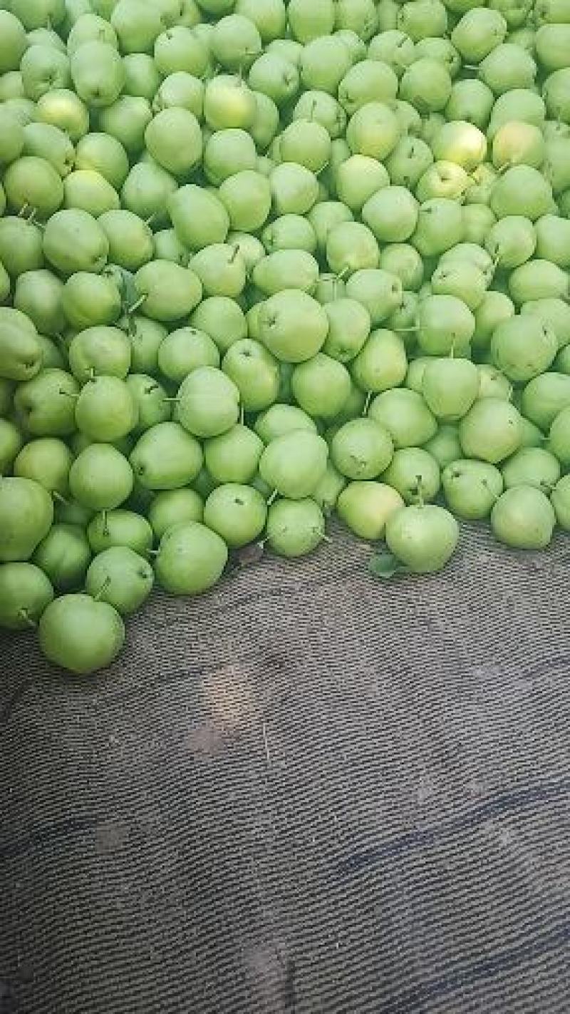 蒲城早熟梨大量供货中脆甜多汁皮薄肉厚入口化渣表皮干净耐运输