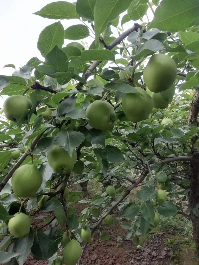 蒲城早熟梨大量供货中脆甜多汁皮薄肉厚入口化渣表皮干净耐运输