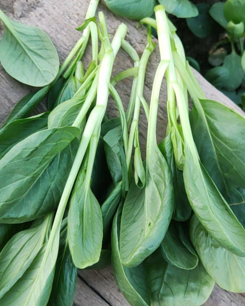 青梗圆杆鸡毛菜