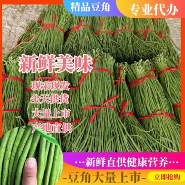 山东单县豆角大量供应电商发市场加工厂协助找车