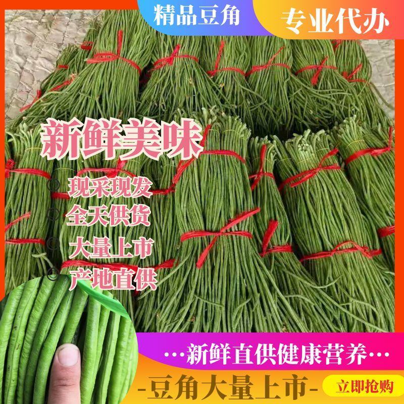 山东单县豆角大量供应电商发市场加工厂协助找车