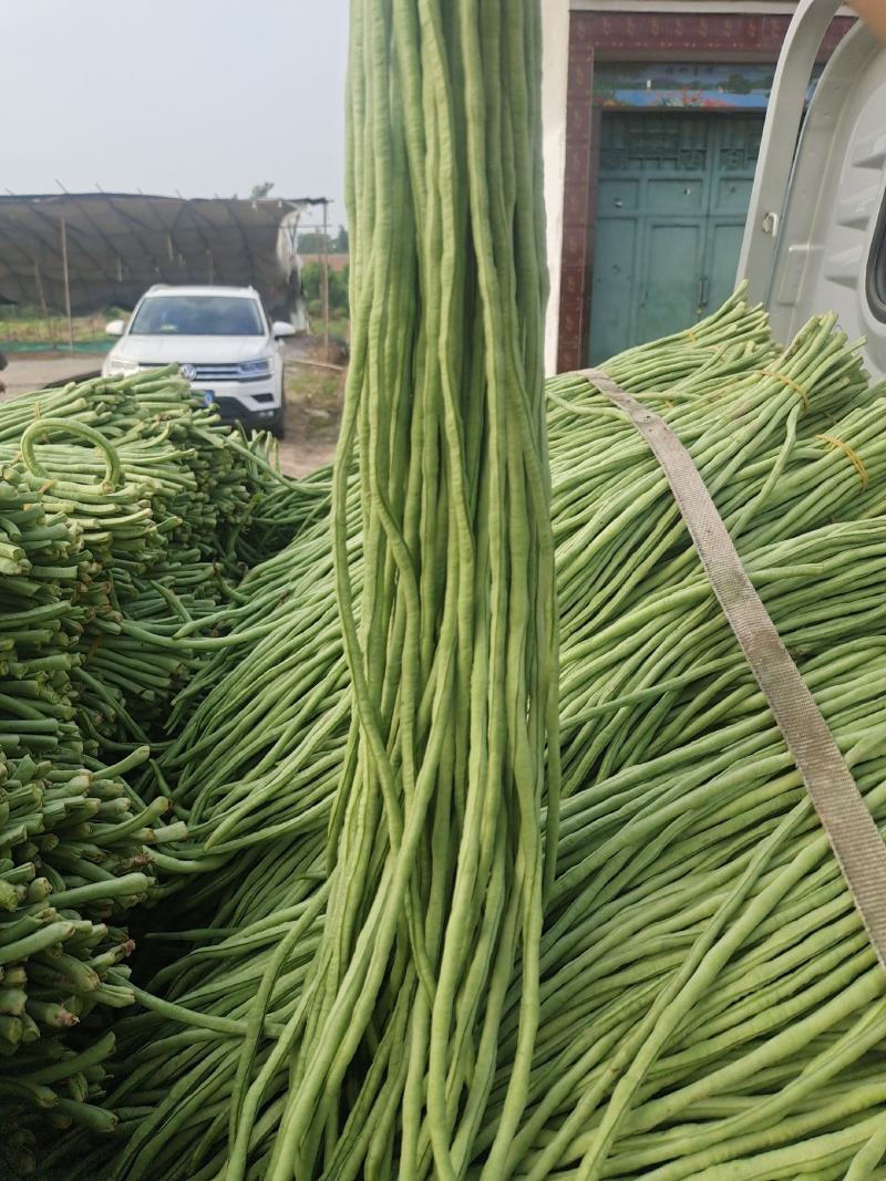 山东单县豆角大量供应电商发市场加工厂协助找车