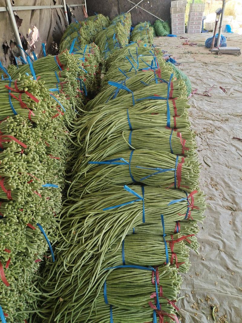 山东单县豆角大量供应电商发市场加工厂协助找车