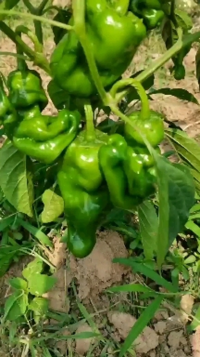丰县辣椒产地大量上市各种品种优质辣椒