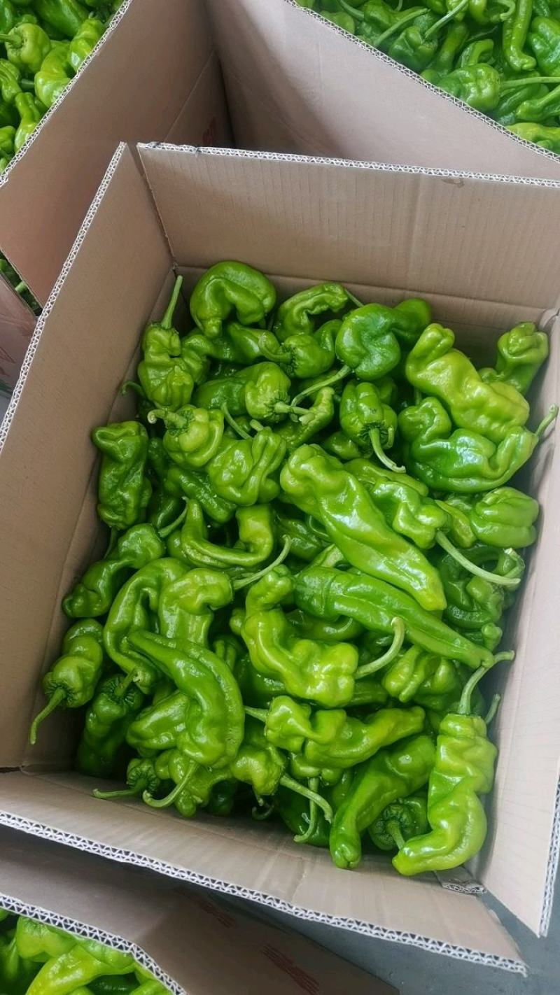 丰县辣椒产地大量上市各种品种优质辣椒