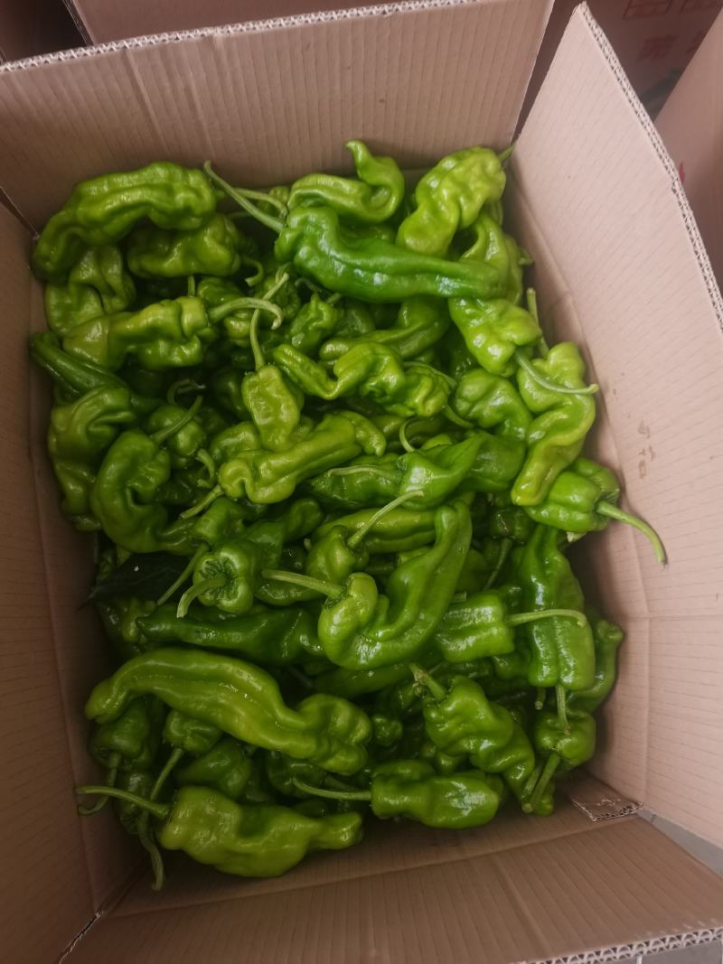 丰县辣椒产地大量上市各种品种优质辣椒