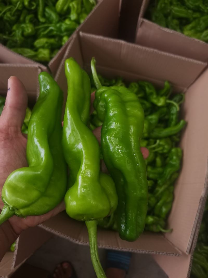 丰县辣椒产地大量上市各种品种优质辣椒