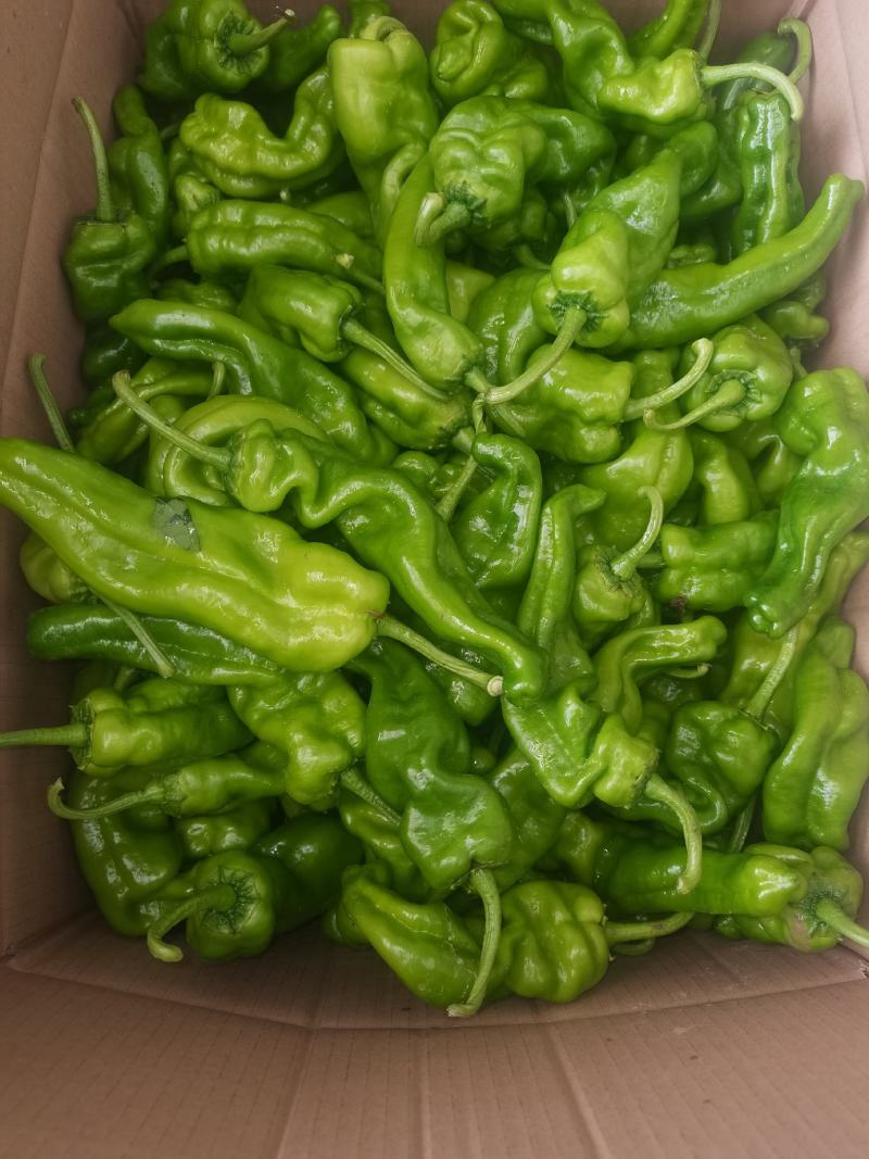 丰县辣椒产地大量上市各种品种优质辣椒