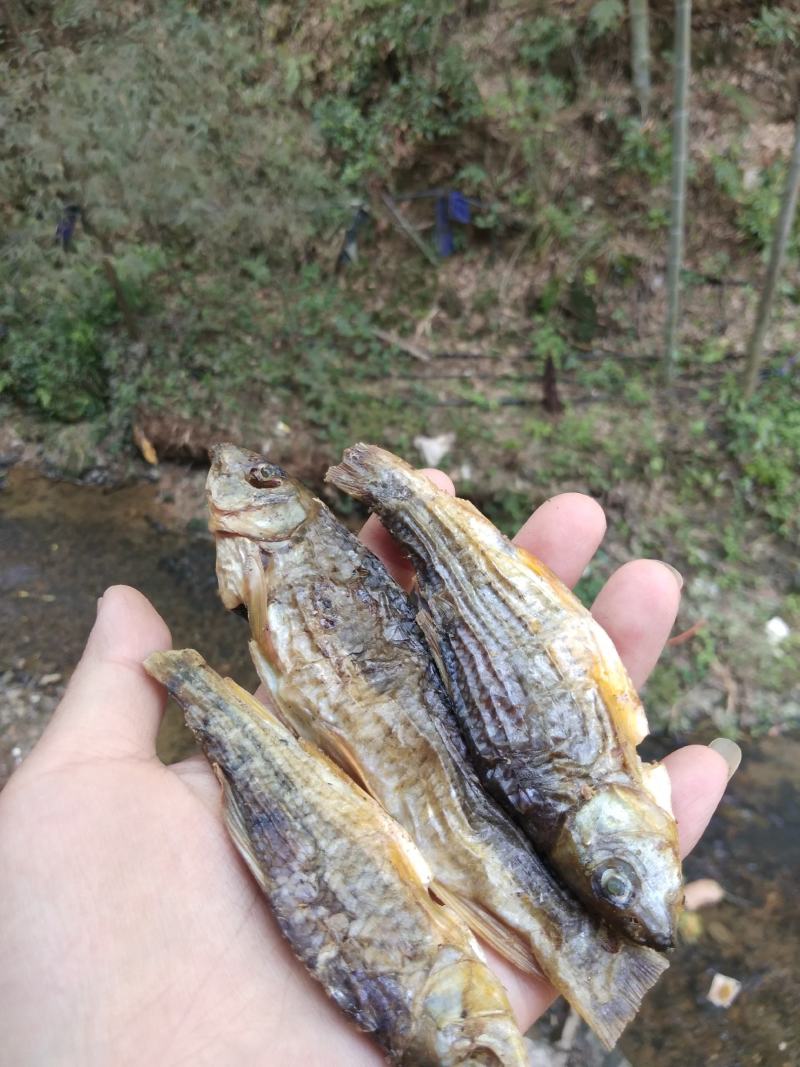 江西特产溪石斑鱼鱼干干货沙沟淡水鱼小河溪水山坑棍子鱼小溪