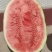 甘肃西瓜