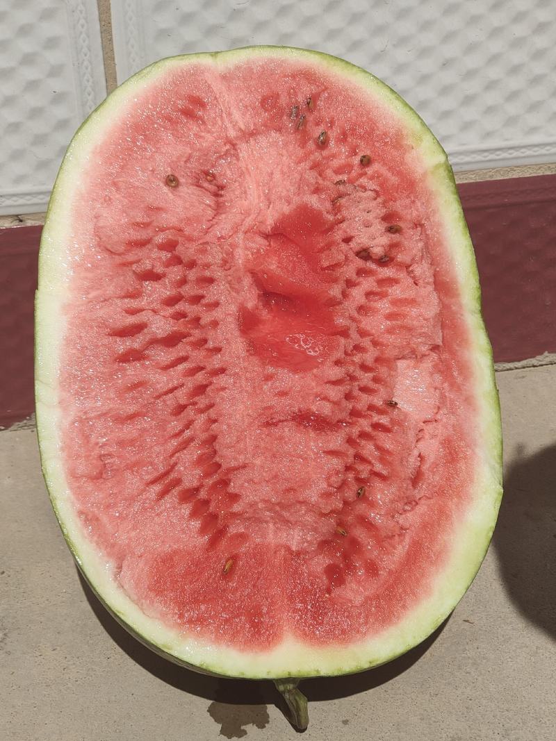 甘肃西瓜