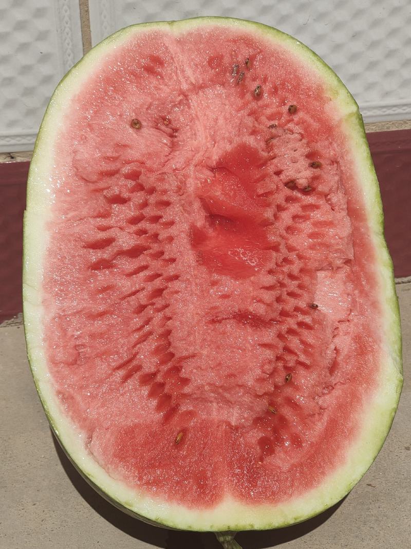甘肃西瓜