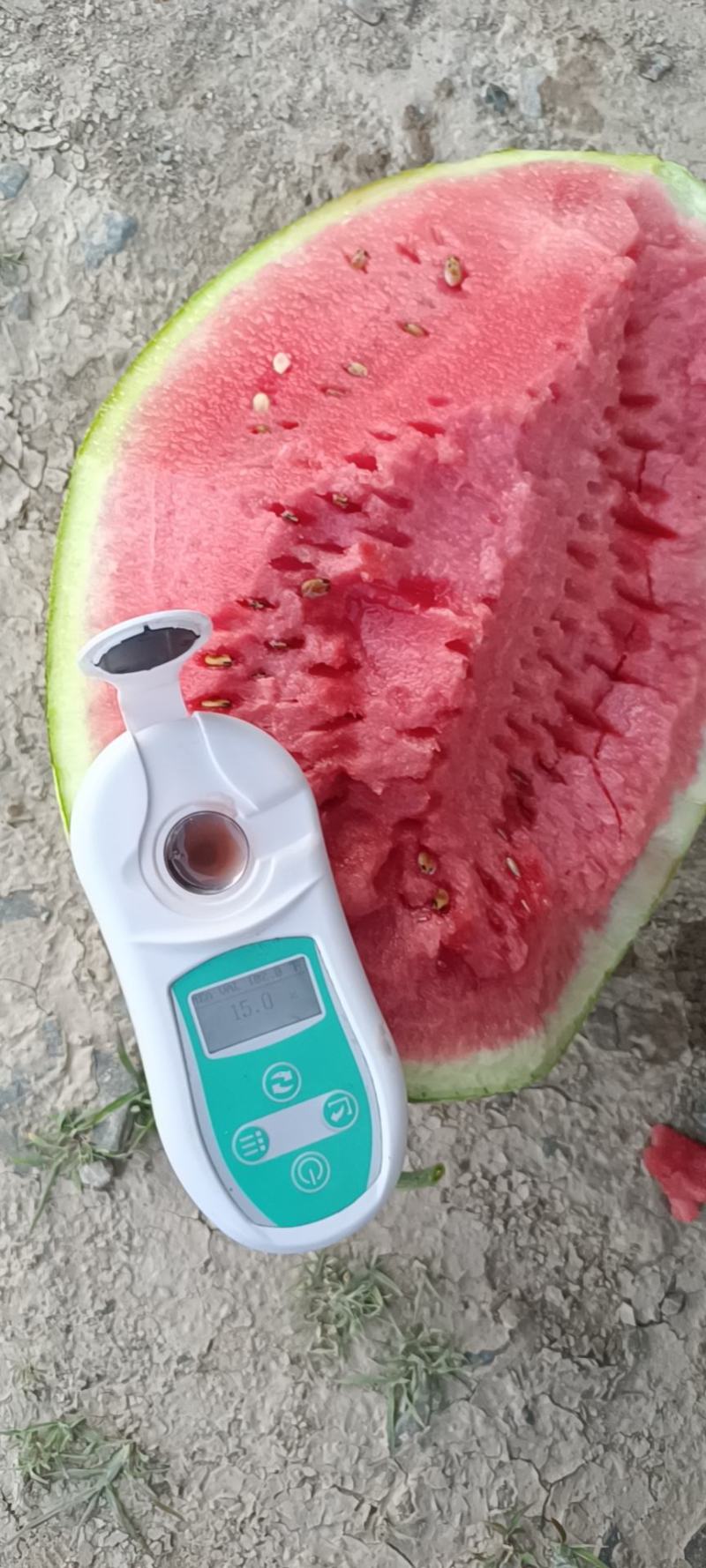 甘肃西瓜