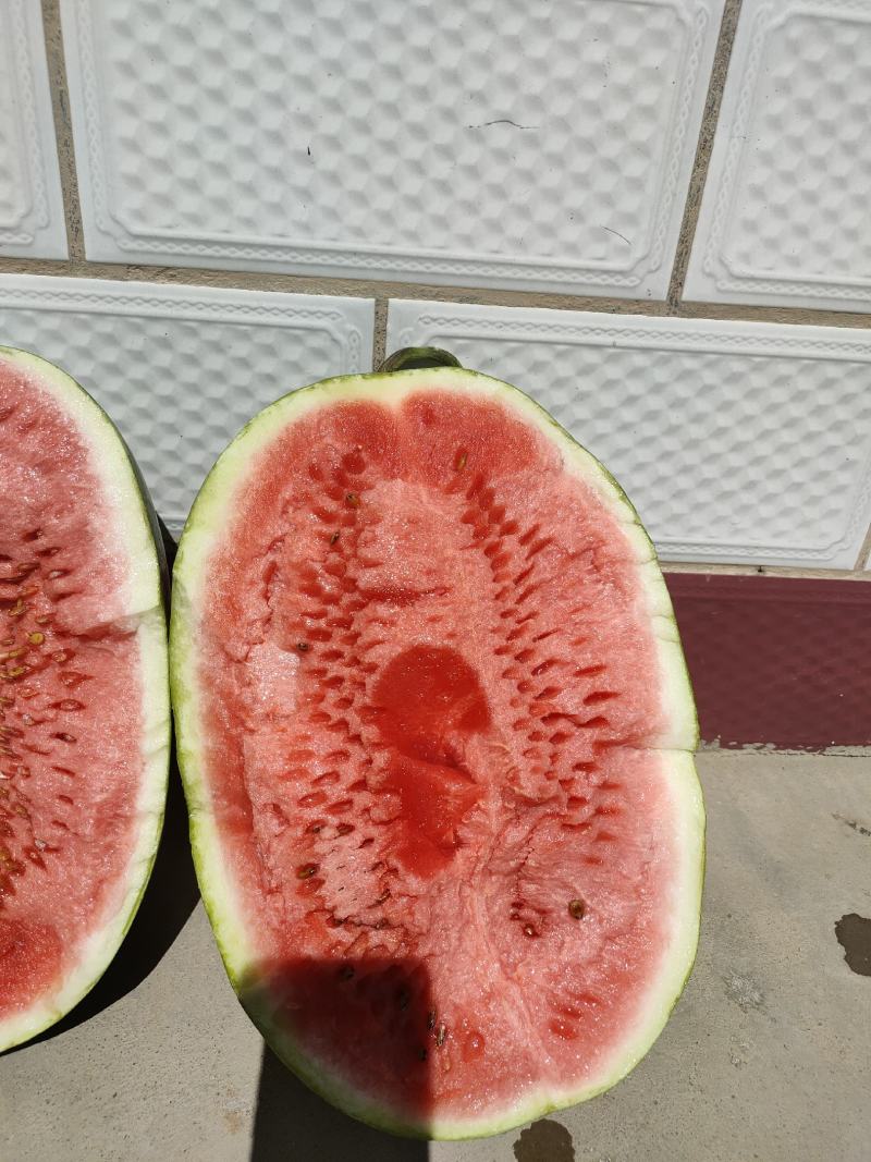 甘肃西瓜