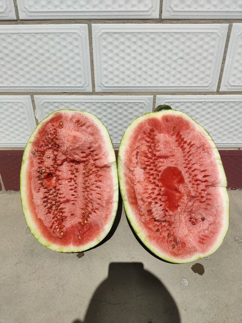 甘肃西瓜