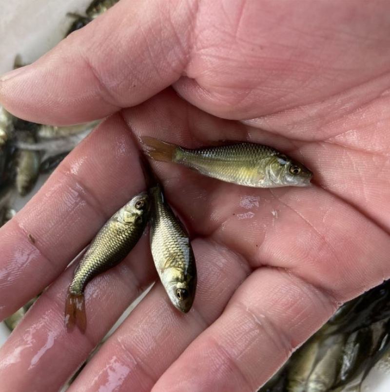 大量批发各种优良品种鱼苗草鱼苗七星鱼苗加州鲈鱼苗等等