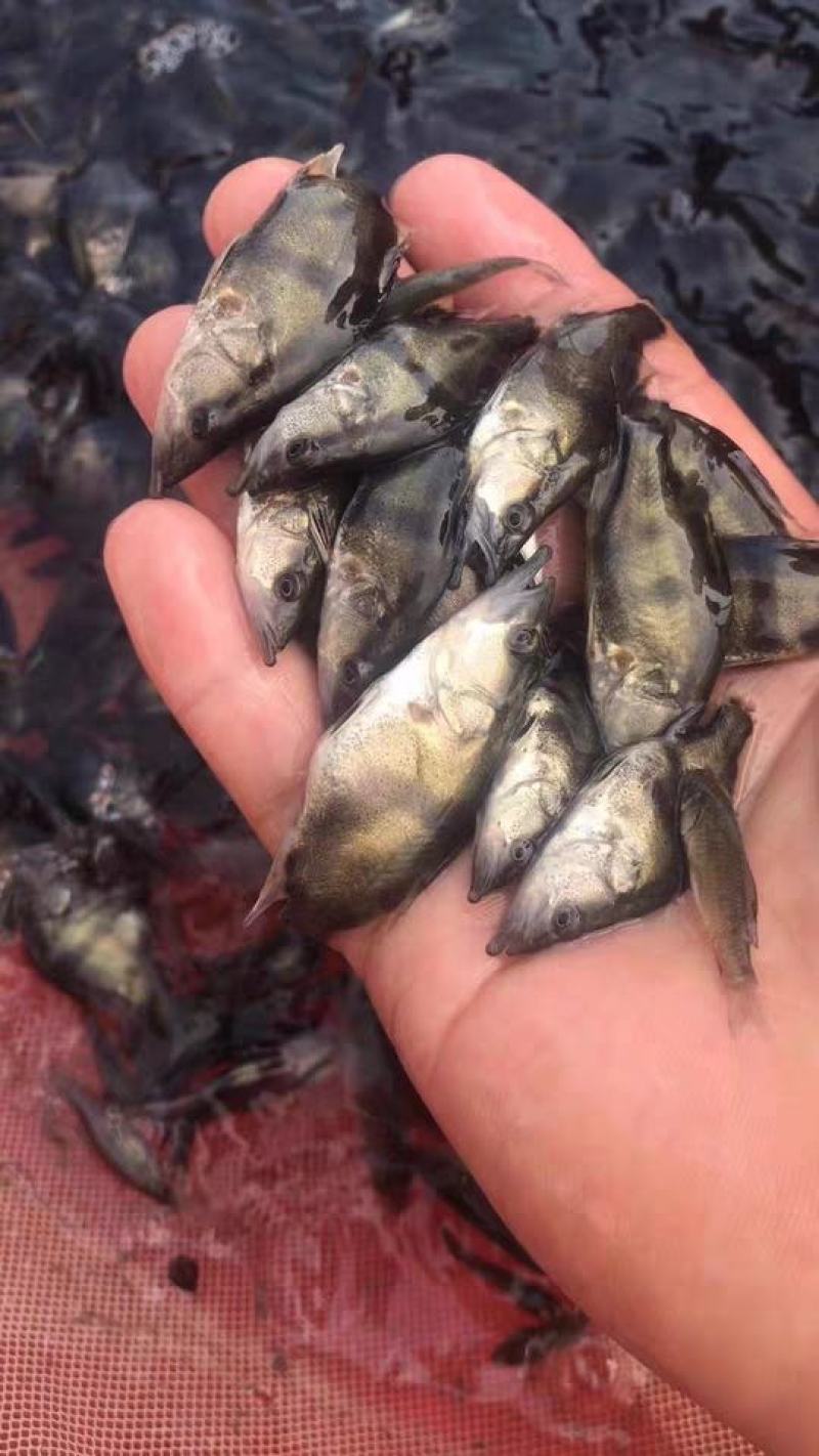 大量批发各种优良品种鱼苗草鱼苗七星鱼苗加州鲈鱼苗等等
