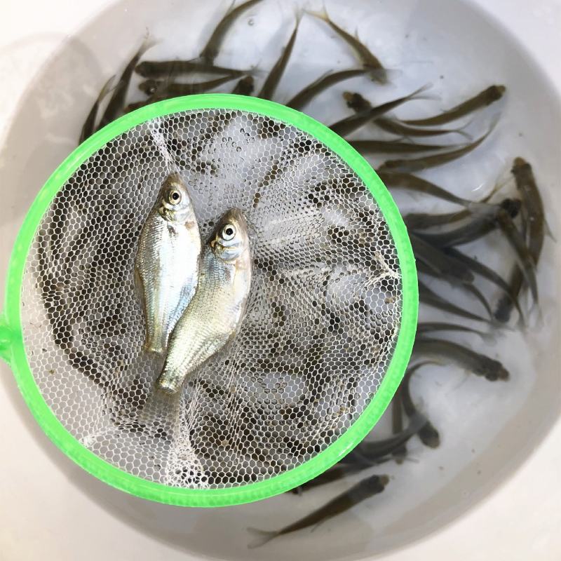 大量批发各种优良品种鱼苗草鱼苗七星鱼苗加州鲈鱼苗等等