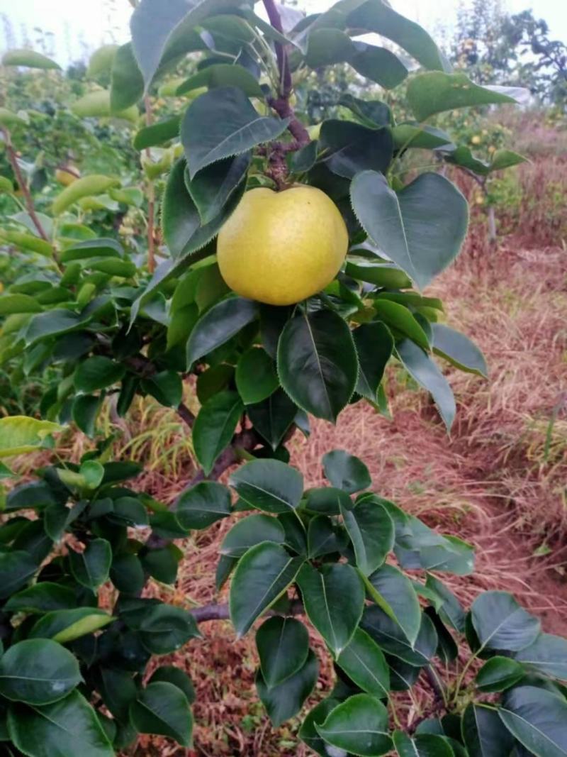 四川苍溪黄金梨果面光华皮薄多汁鲜果直供基地批发