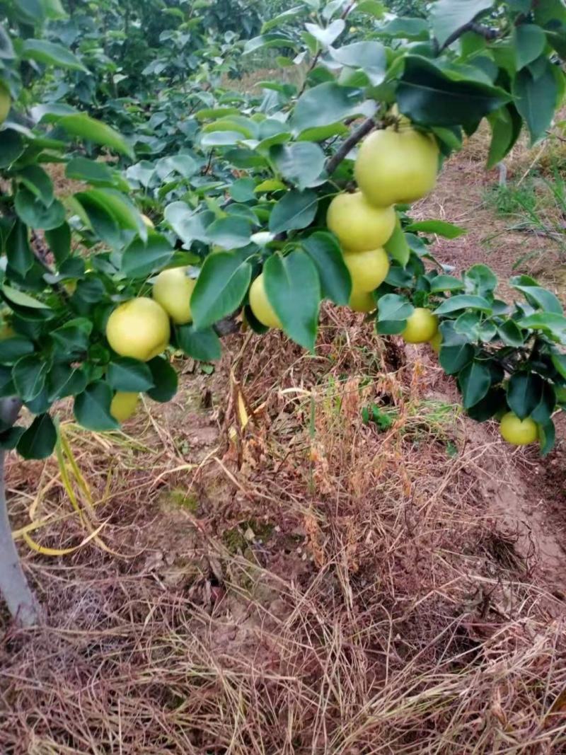四川苍溪黄金梨果面光华皮薄多汁鲜果直供基地批发