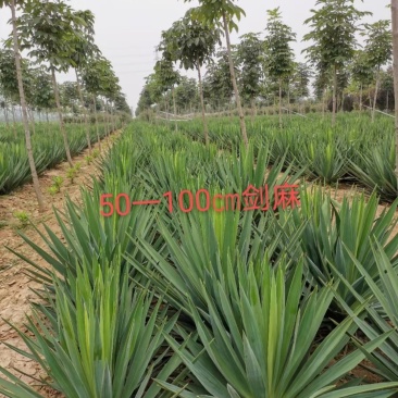 剑麻～丝兰～凤尾兰产地直销