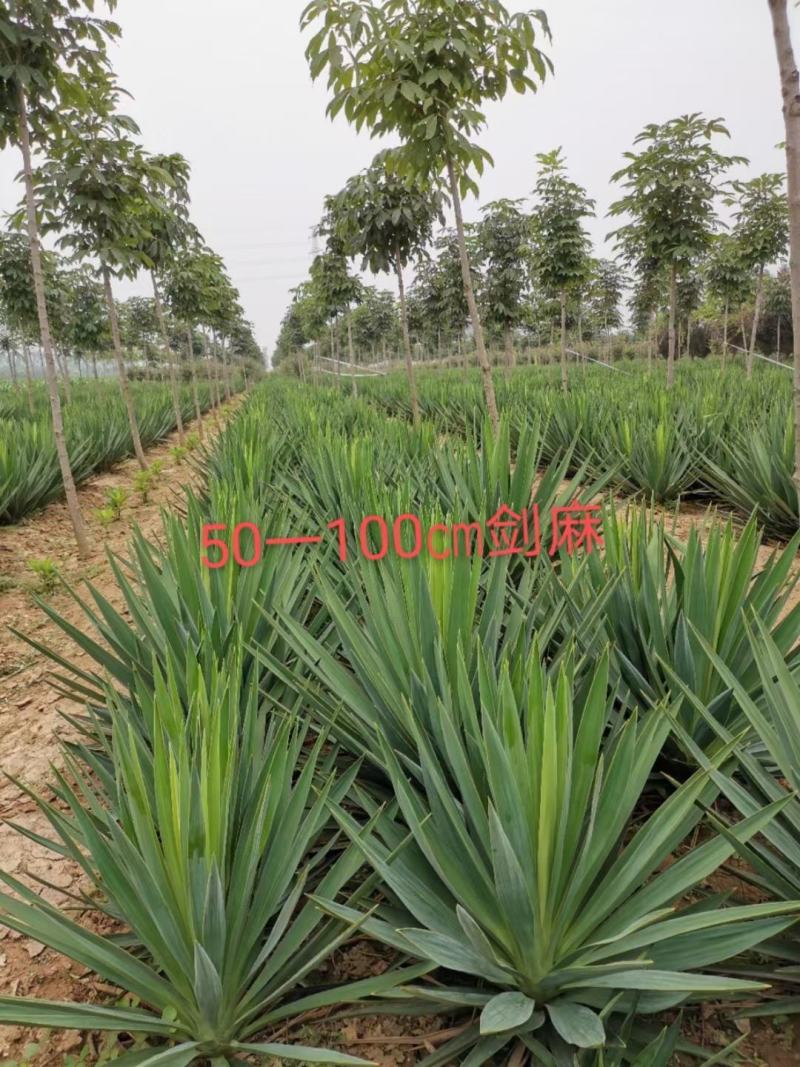 剑麻～丝兰～凤尾兰产地直销