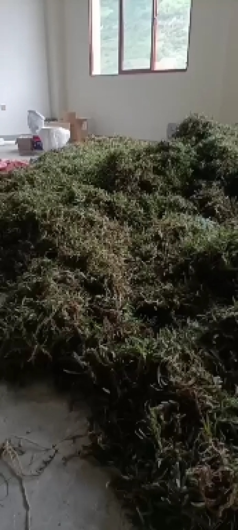一手货源，双叶小石橄榄