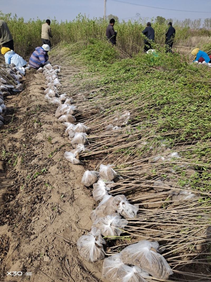 大量出售大田定植丛生东北连翘，华北连翘，产地直供，