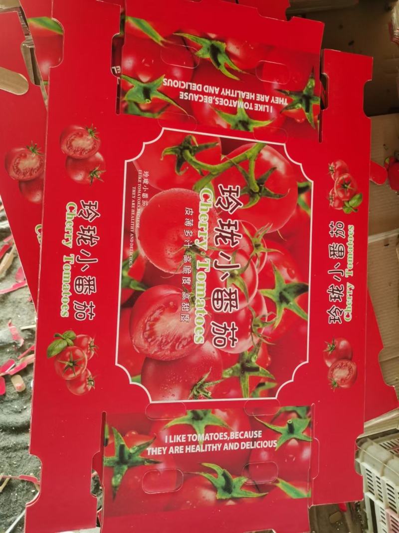 釜山88玲珑小番茄四季有货，对接各大商超，电商平台