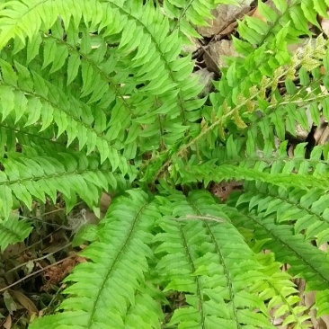 绵马贯众有用的老板联系野生现采产地四川凉山一手货源