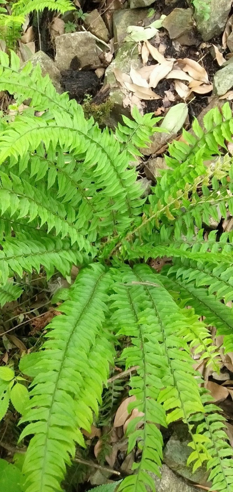 绵马贯众有用的老板联系野生现采产地四川凉山一手货源