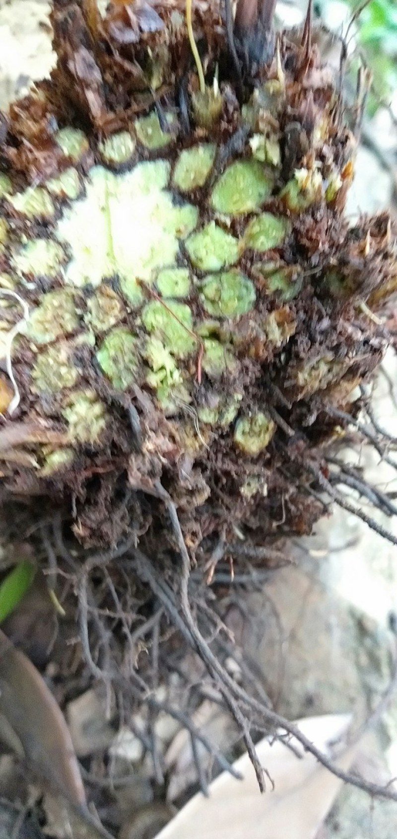 绵马贯众有用的老板联系野生现采产地四川凉山一手货源