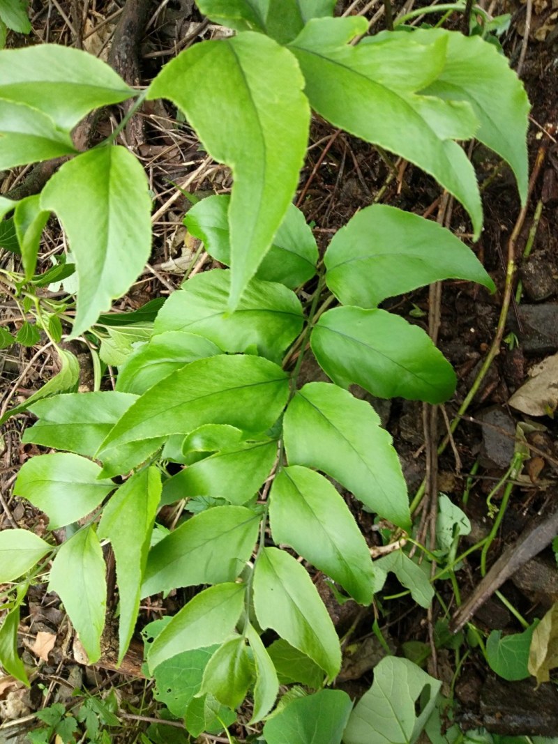 绵马贯众有用的老板联系野生现采产地四川凉山一手货源