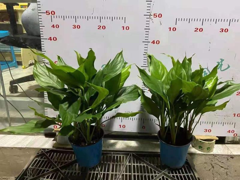 万年青，基地直销，120盆装，一万盆左右可视频看货
