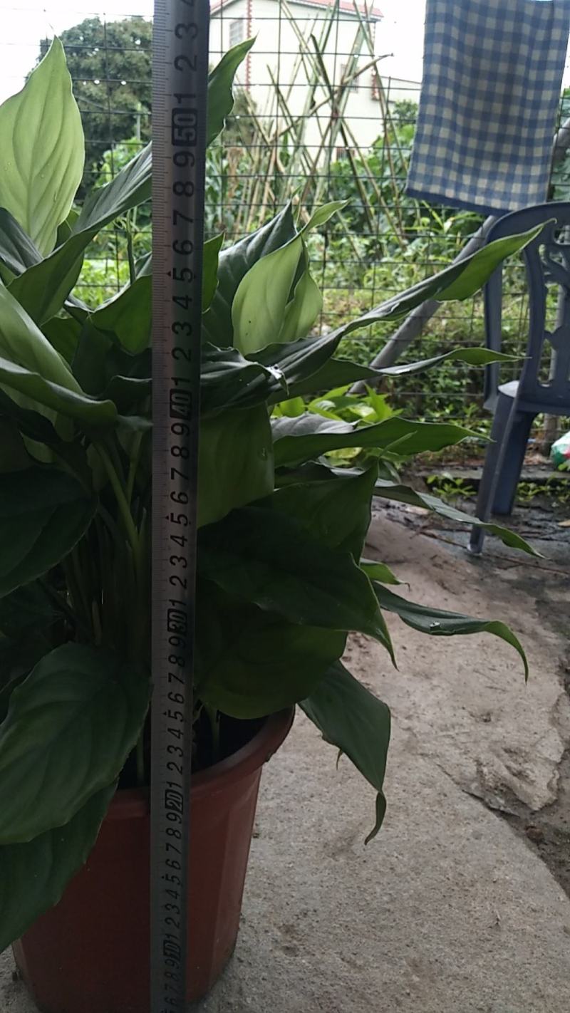 万年青，基地直销，120盆装，一万盆左右可视频看货