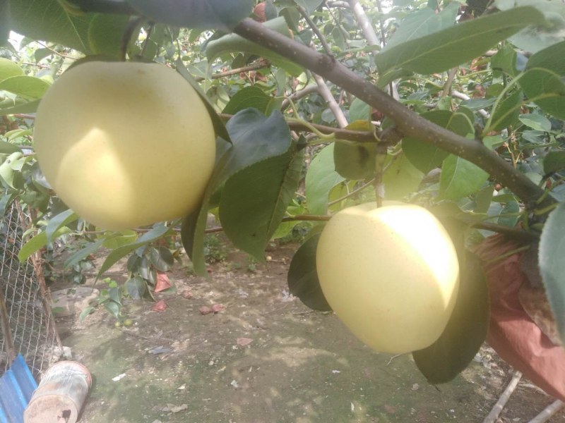 皇冠梨